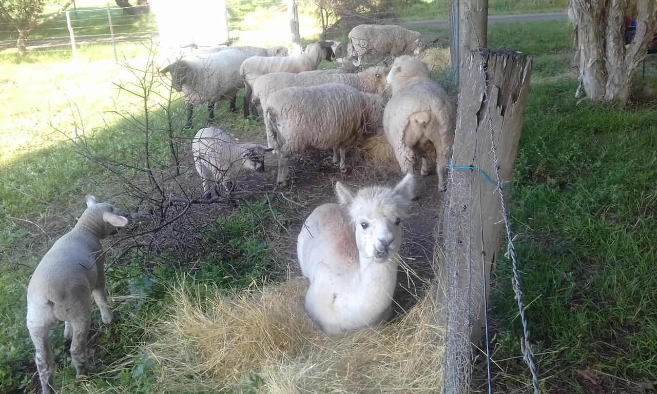 Ripples N Tonic Farmstay Ventnor Екстер'єр фото