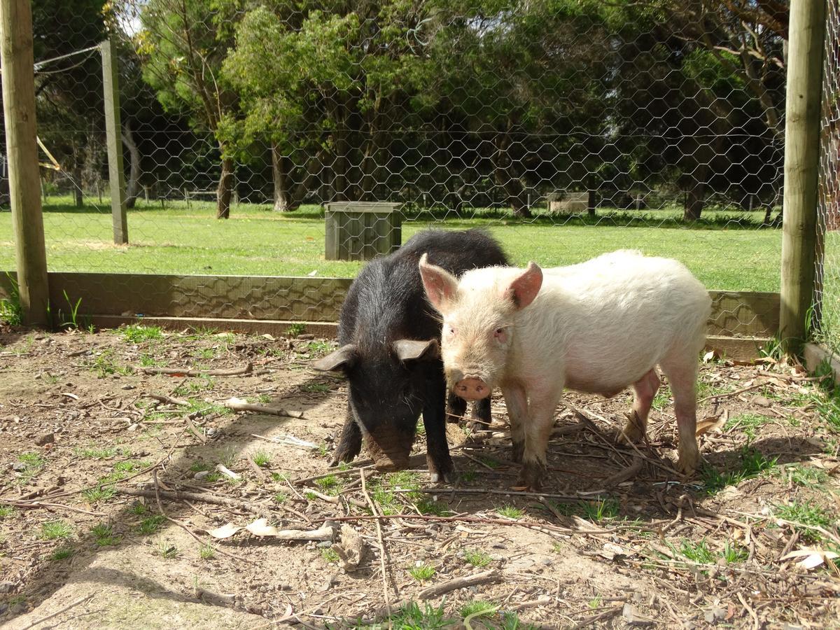 Ripples N Tonic Farmstay Ventnor Екстер'єр фото