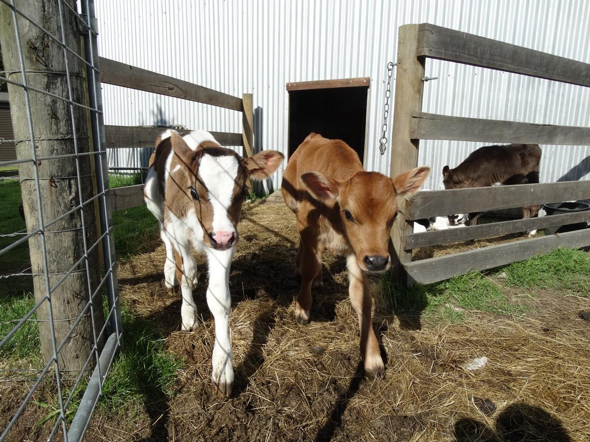 Ripples N Tonic Farmstay Ventnor Екстер'єр фото