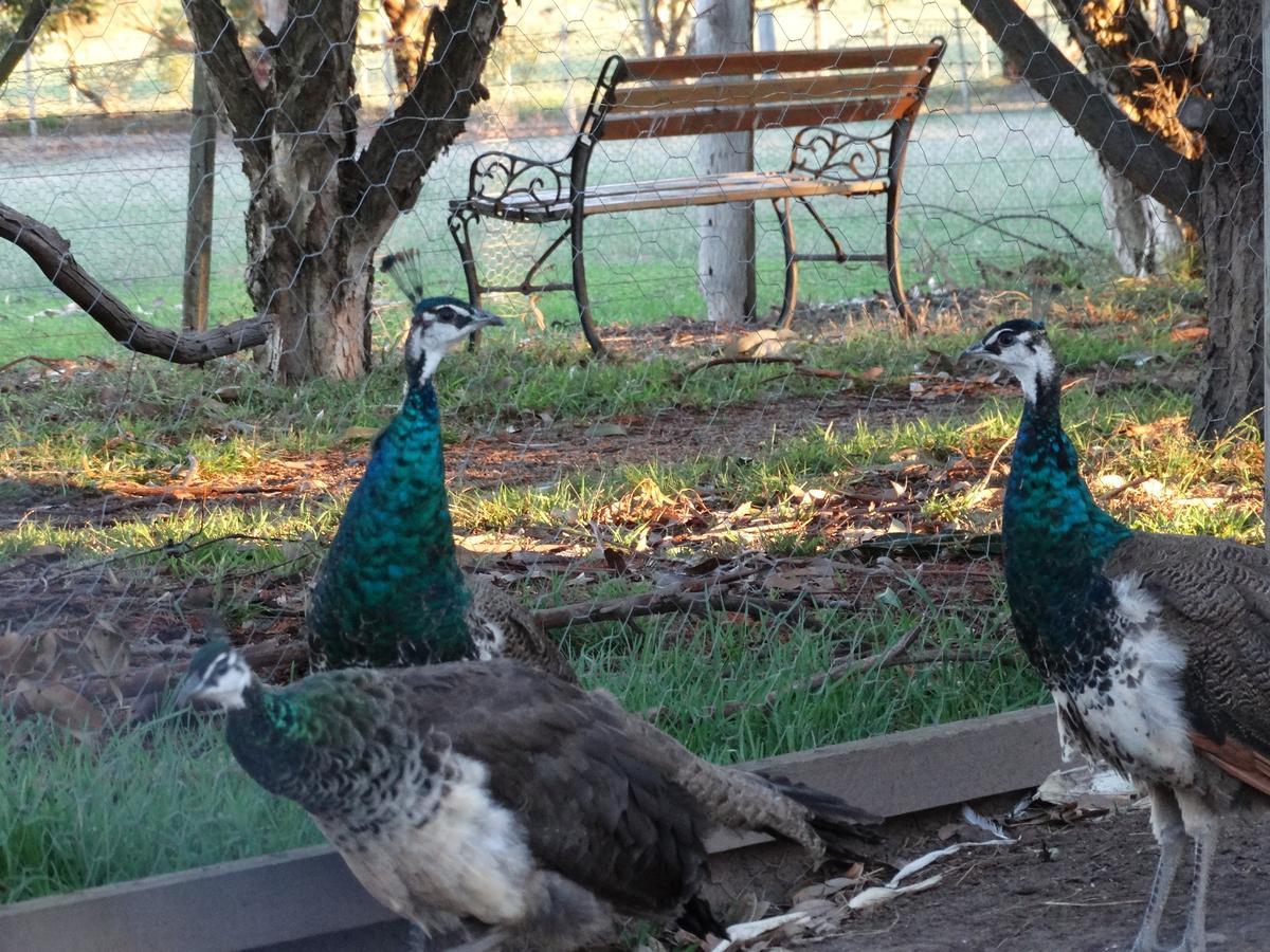 Ripples N Tonic Farmstay Ventnor Екстер'єр фото